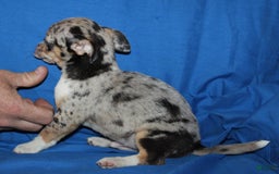 Chihuahua dogs for sale: Irvin - Image 4