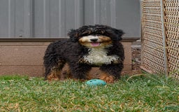 Mini Bernedoodle dogs for sale: Marshall - Image 10