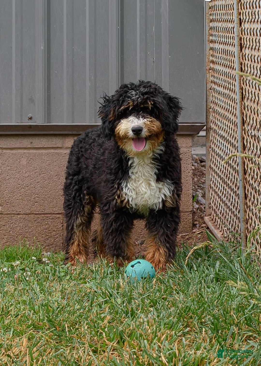 Mini Bernedoodle dogs for sale: Marshall - Image 10