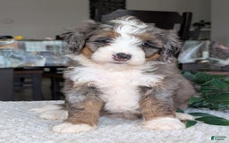 Mini Bernedoodle dogs for sale: Allie - Image 12
