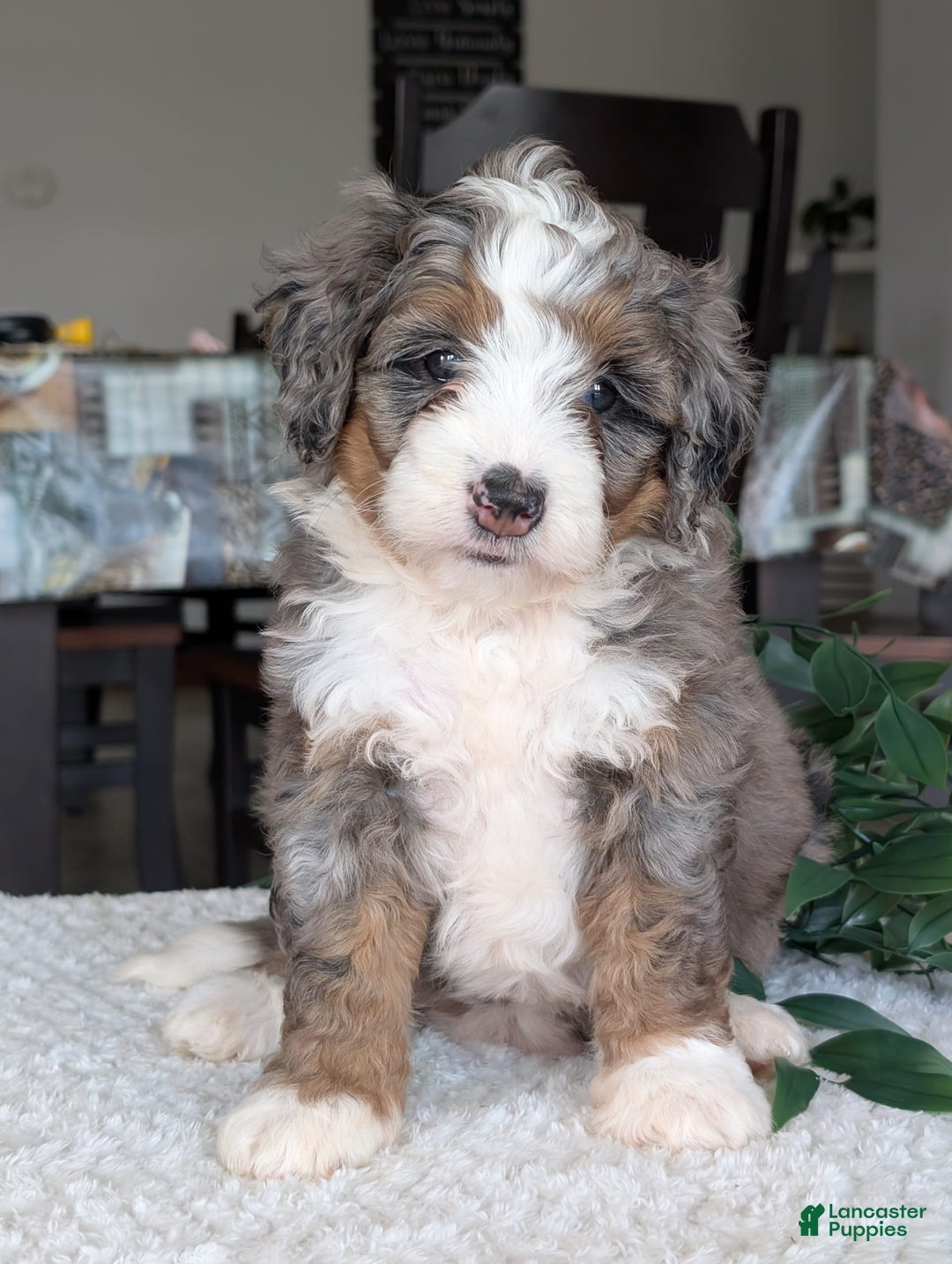 Mini Bernedoodle dogs for sale: Allie - Image 12