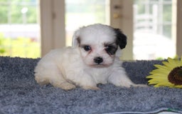 Teddy Bear dogs for sale: Parker - Image 1