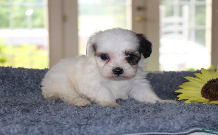 Teddy Bear dogs for sale - Ad 3