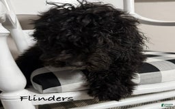 Mini Bernedoodle dogs for sale: Flinders - Image 2