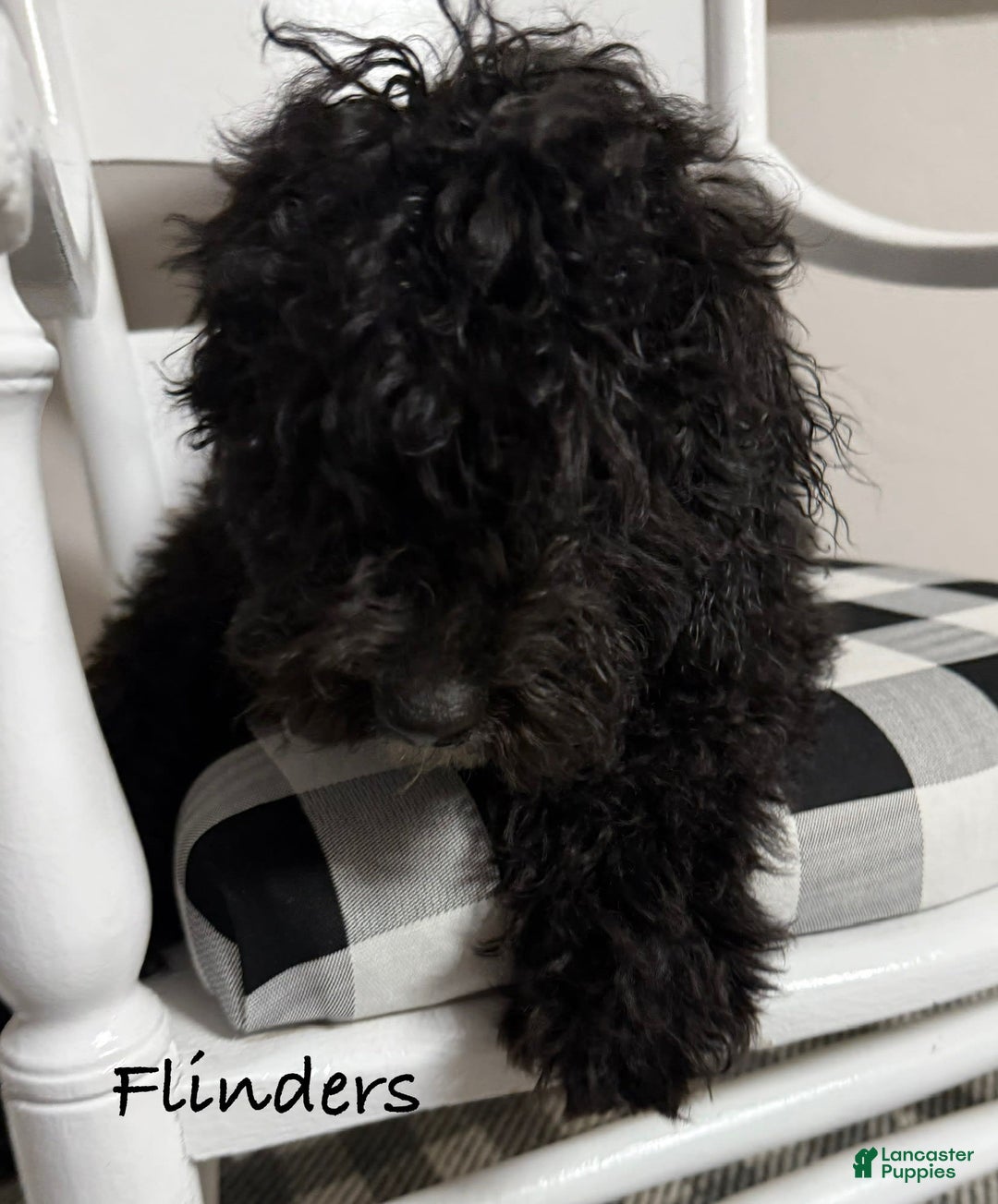 Mini Bernedoodle dogs for sale: Flinders - Image 2