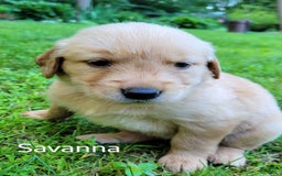 Golden Retriever dogs for sale: Savanna - Image 2
