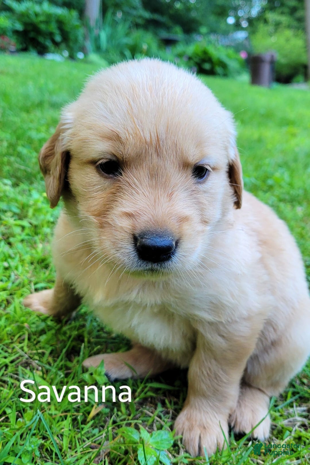 Golden Retriever dogs for sale: Savanna - Image 2
