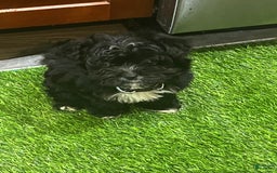 Shorkie dogs for sale: Ace - Image 1