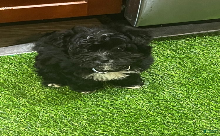 Shorkie dogs for sale - Ad 1