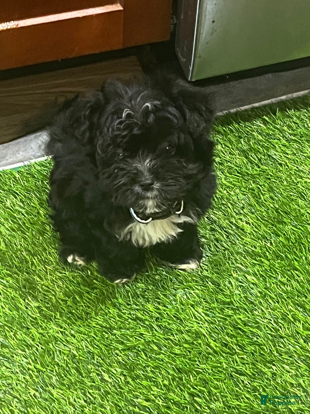 Shorkie dogs for sale: Ace - Image 1