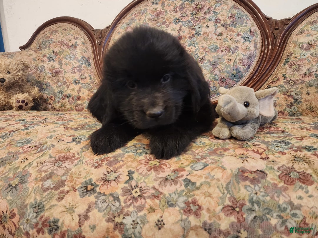 Newfoundland dogs for sale: Bella - Image 1