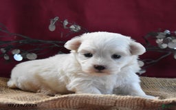 Maltese dogs for sale: Brent - Image 1