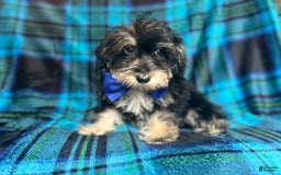 Miniature Schnauzer dogs for sale: Yota - Image 1