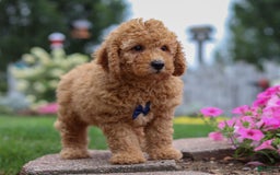  dogs for sale: Mini Goldendoodle 4 puppies - Image 10