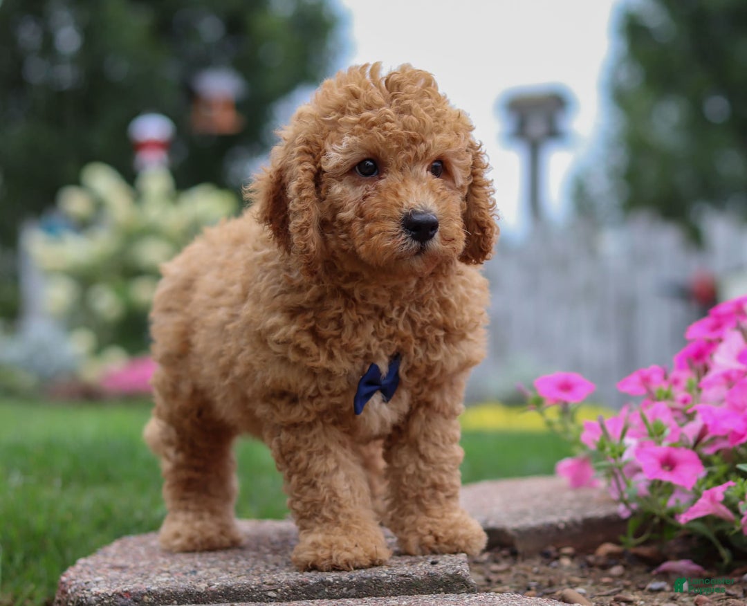  dogs for sale: Mini Goldendoodle 4 puppies - Image 10