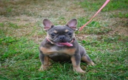 French Bulldog dogs for sale: Abby - Image 1