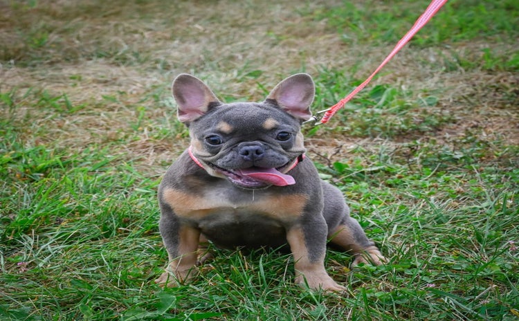 French Bulldog dogs for sale - Ad 2