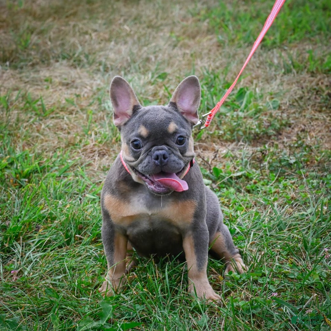 French Bulldog dogs for sale: Abby - Image 1