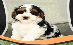 Cavapoo dogs for sale: Knight - Image 5