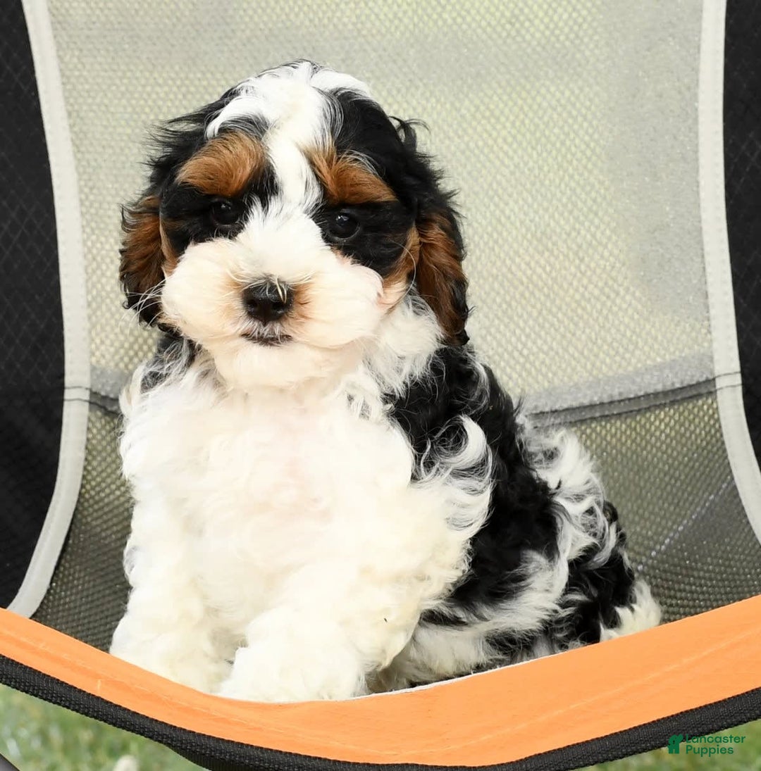 Cavapoo dogs for sale: Knight - Image 5