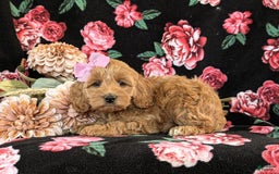 Cockapoo dogs for sale: Egypt - Image 4