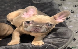French Bulldog dogs for sale: Zina - Image 1