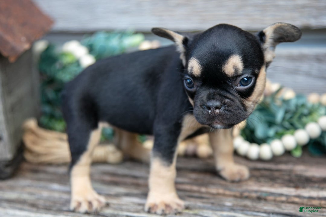 French Bulldog dogs for sale: Lucy - Image 7