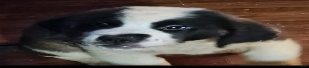 Dinozo