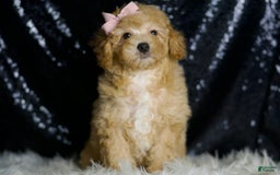Miniature Poodle dogs for sale: Paige - Image 2