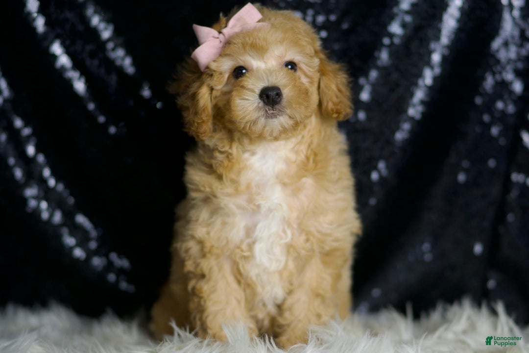 Miniature Poodle dogs for sale: Paige - Image 2