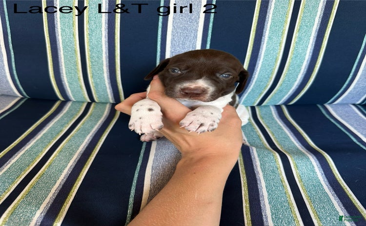 German Shorthaired Pointer dogs for sale - Ad 2