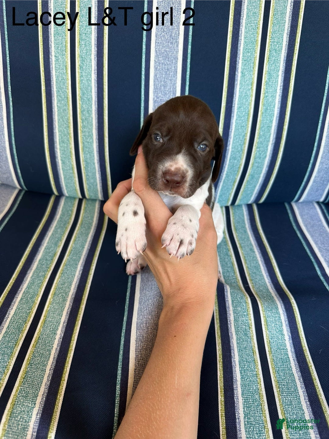 German Shorthaired Pointer dogs for sale: Lacey ticked 2 - Image 1