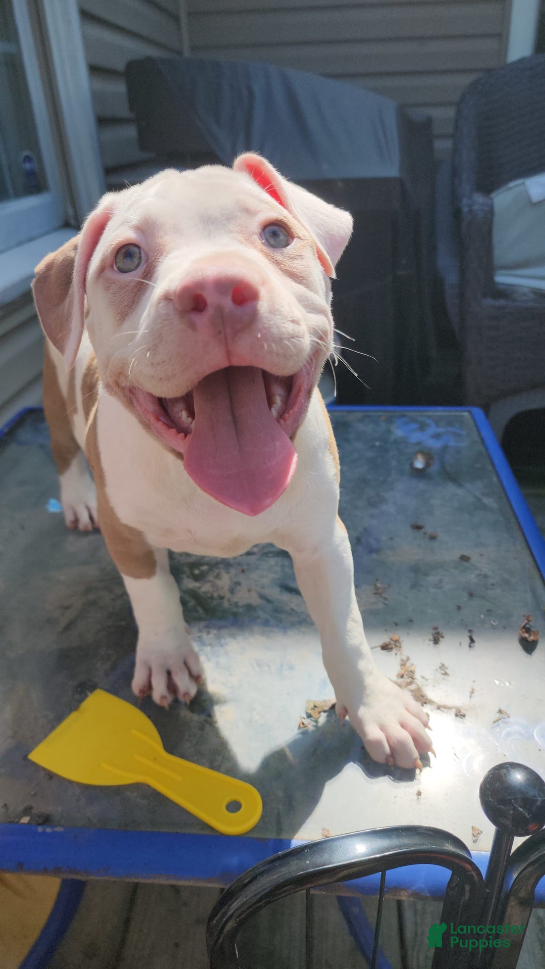 American Bully dogs for sale: Aphrodite - Image 9