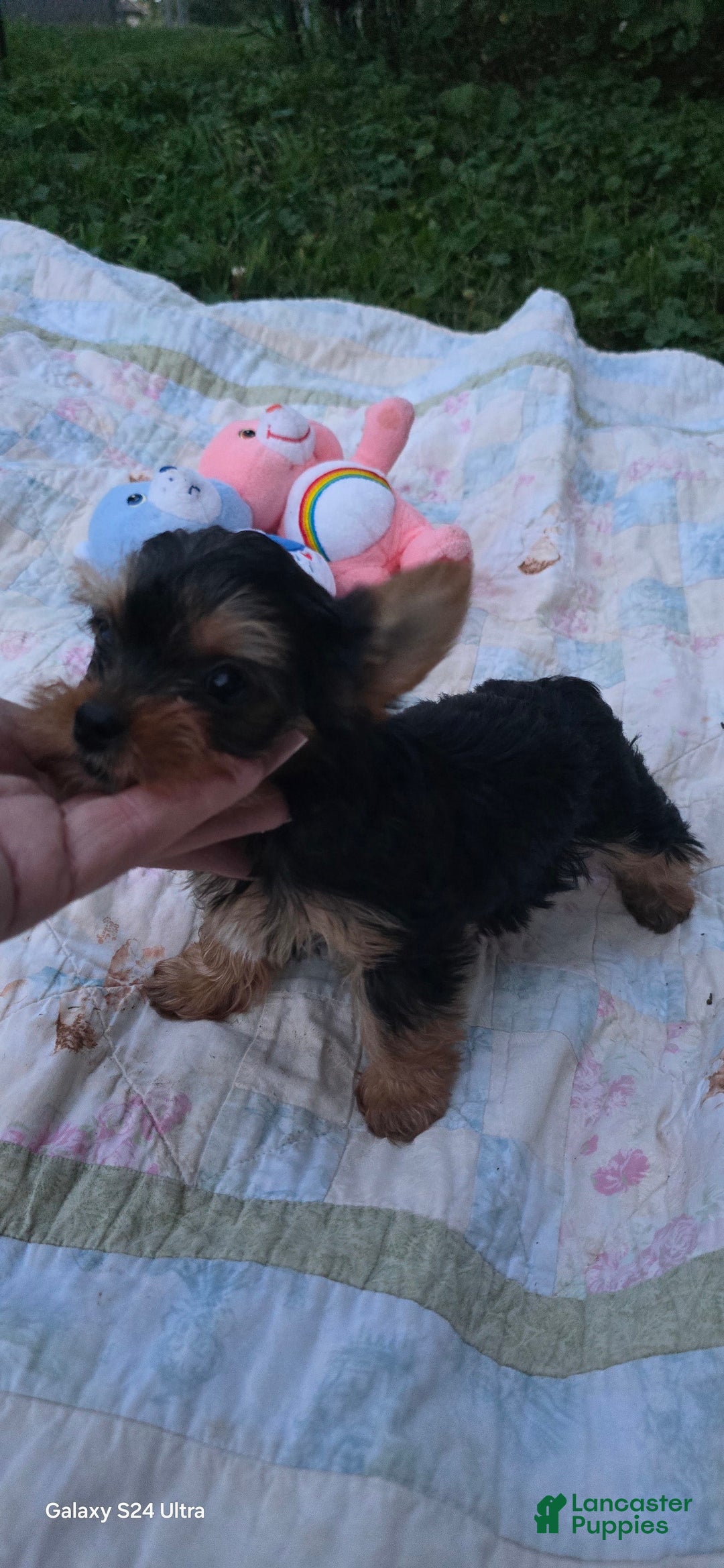 Yorkshire Terrier dogs for sale: Tt - Image 2
