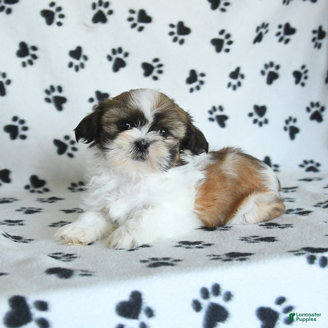 Shih Tzu dogs for sale: Izzy - Image 19