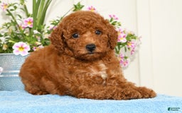 Miniature Poodle dogs for sale: Ranae - Image 5
