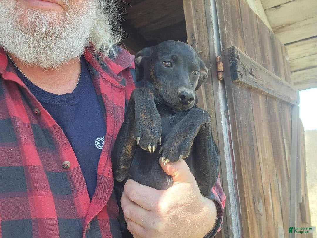 Miniature Pinscher dogs for sale: Sargent - Image 3