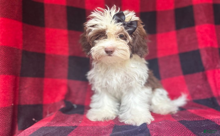 Shihpoo dogs for sale - Ad 2