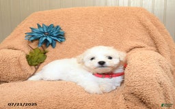 Bichon Frise dogs for sale: Kirsten - Image 1