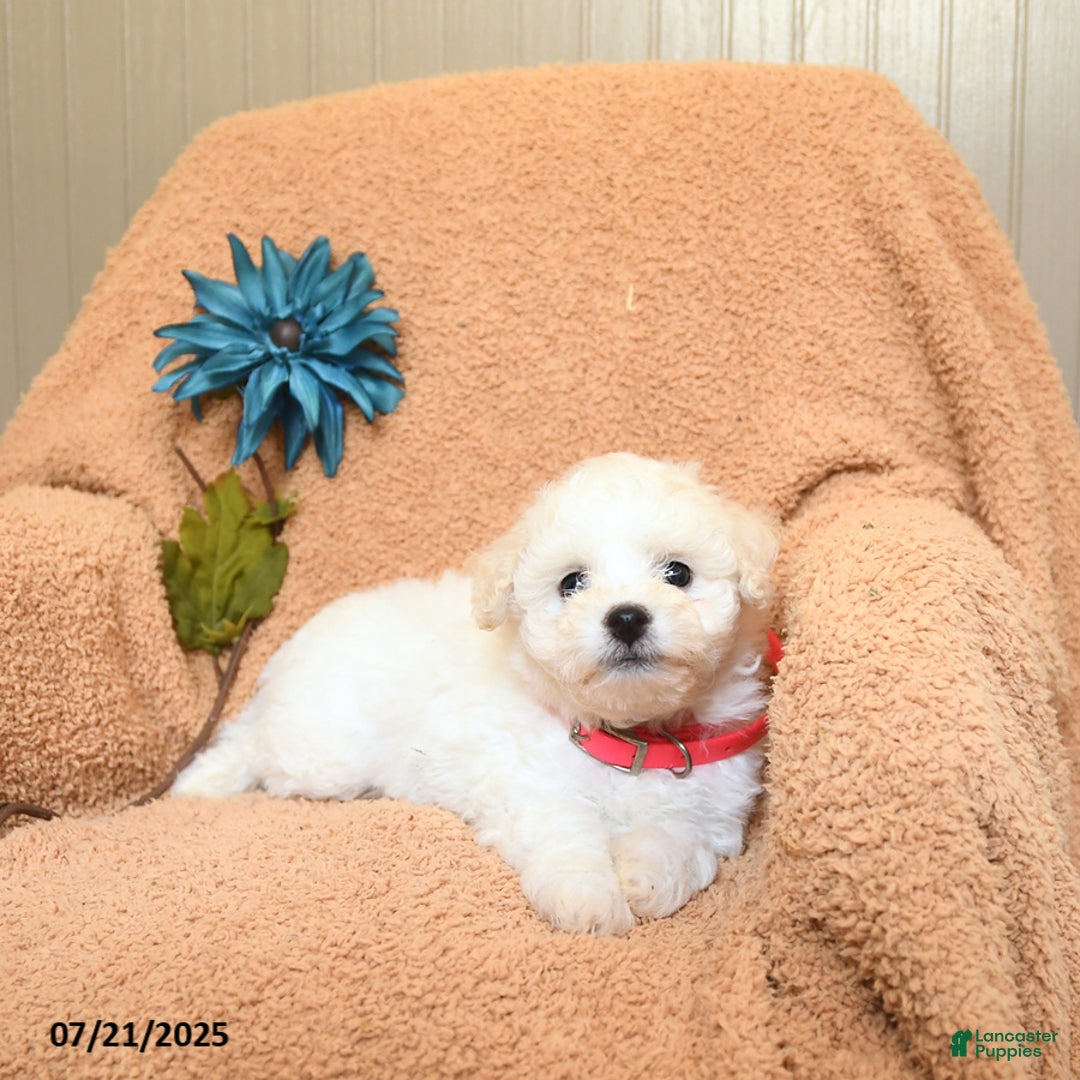Bichon Frise dogs for sale: Kirsten - Image 1