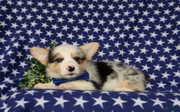 Welsh Corgi Pembroke dogs for sale: Kimball - Image 6