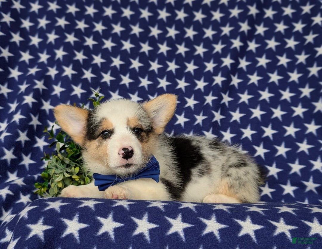 Welsh Corgi Pembroke dogs for sale: Kimball - Image 6