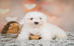 Bichon Frise dogs for sale: Kendrick - Image 1