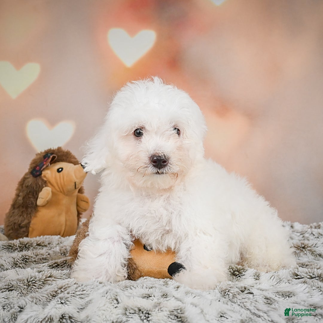 Bichon Frise dogs for sale: Kendrick - Image 1