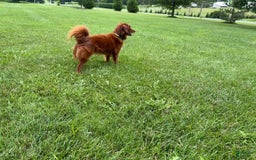 Miniature Poodle dogs for sale: Graham - Image 4