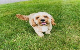Cavapoo dogs for sale: Leia - Image 11