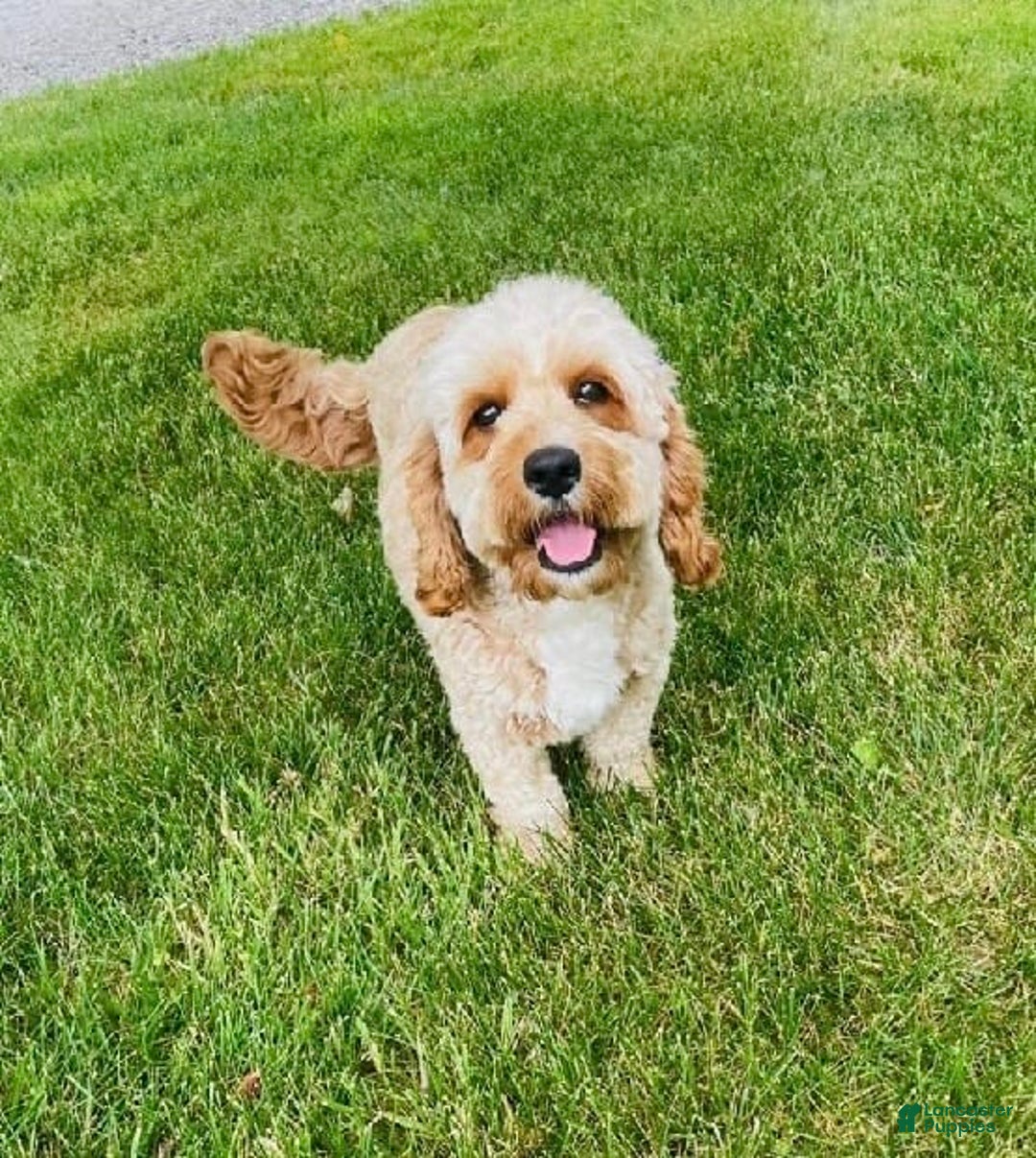 Cavapoo dogs for sale: Leia - Image 11