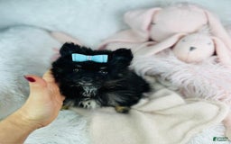 Pomeranian dogs for sale: Pom Baby - Image 3