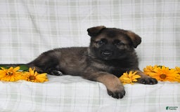 German Shepherd dogs for sale: Jodi - Image 4