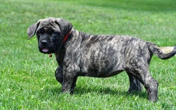 English Mastiff dogs for sale: Vicky - Image 7